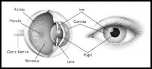 anatomy of eye BW